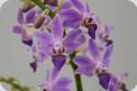 Phal. Blue Pearl